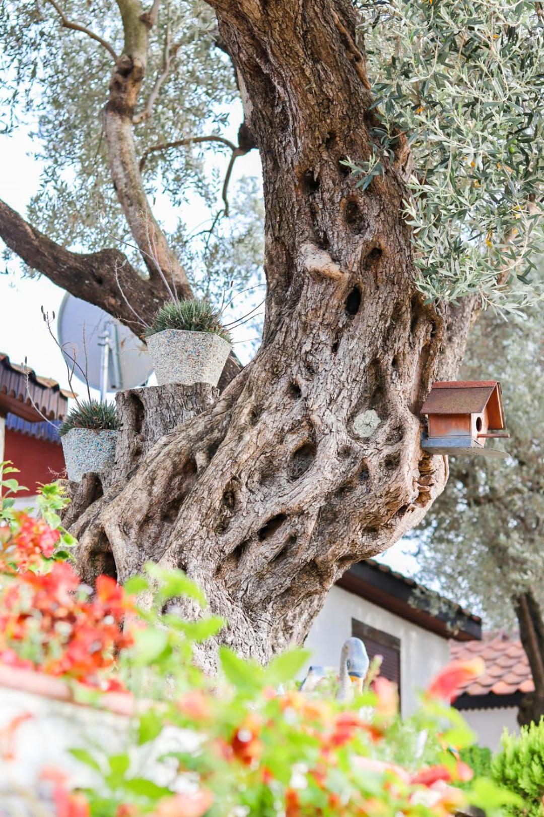 Hilja'S Oliven Garden Bungalows Улцинь Екстер'єр фото