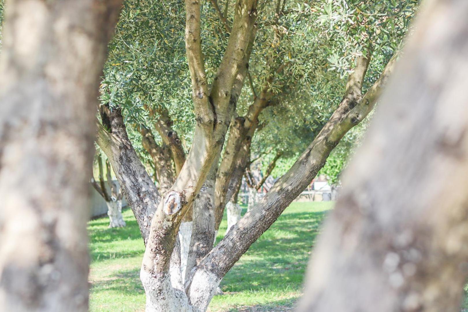 Hilja'S Oliven Garden Bungalows Улцинь Екстер'єр фото